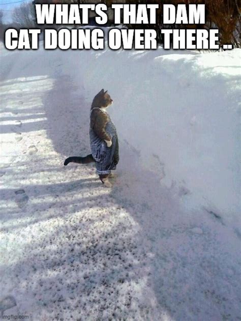 also called: cat, farmer cat, snow cat, the fuck they doing over there, standing cat. Caption this Meme All Meme Templates. Template ID: 247589097. Format: png. Dimensions: 713x514 px. Filesize: 388 KB. …